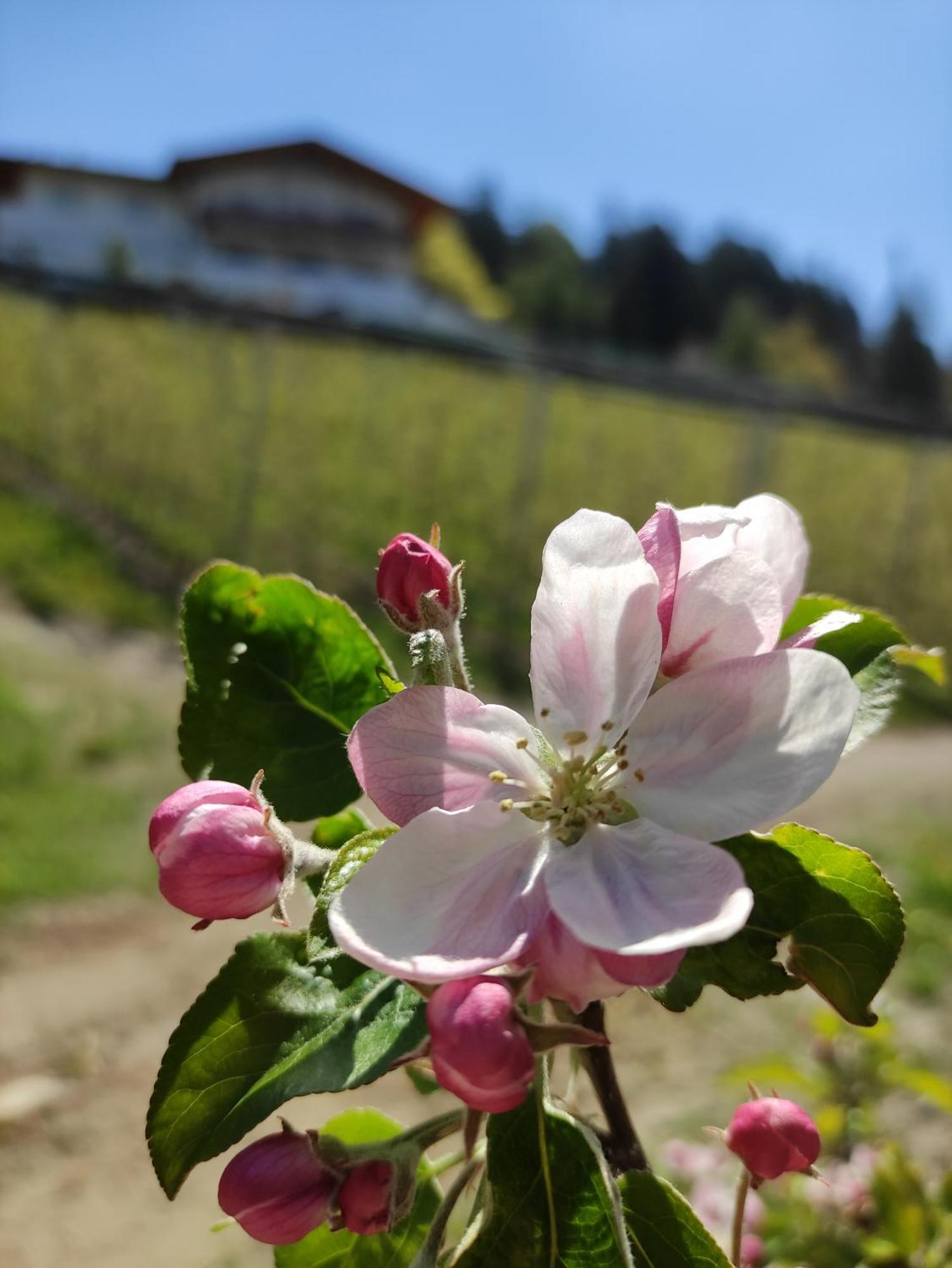 Pruensterhof Schenna Appartement Buitenkant foto